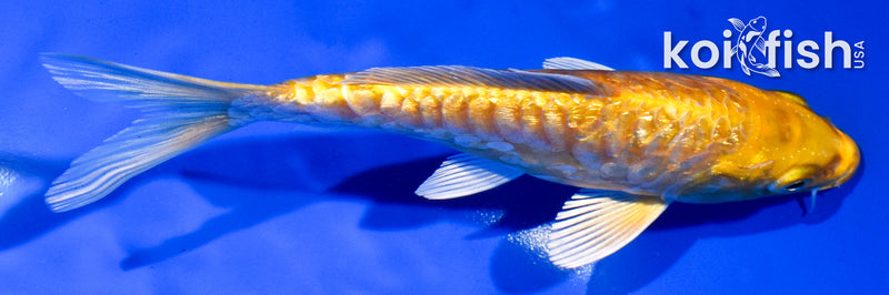 5.5" GINRIN ARAGOKE YAMABUKI OGON