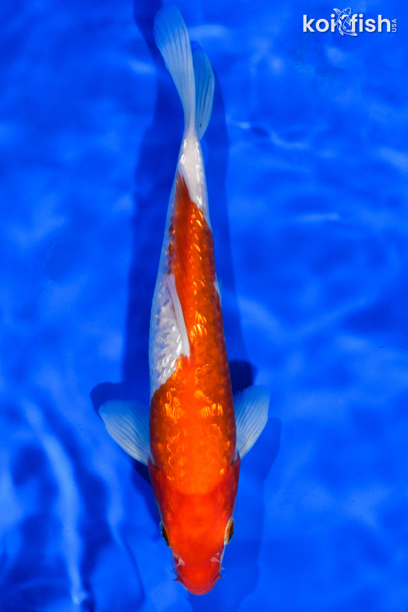 7" GINRIN KOHAKU