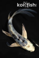 5" YAMATO NISHIKI BUTTERFLY