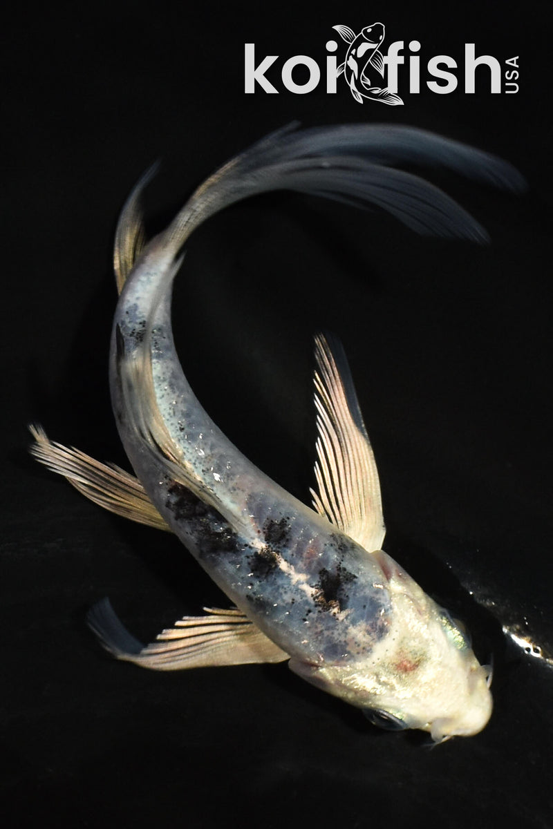 5" YAMATO NISHIKI BUTTERFLY