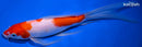 10" KOHAKU BUTTERFLY