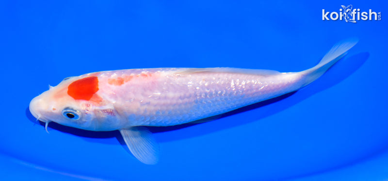 7.5" GINRIN MARUTEN KOHAKU