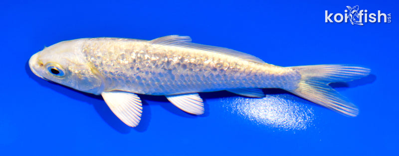 5.25" GINRIN YAMABUKI OGON