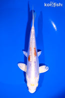 6.25" KIKUSUI