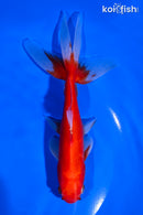 6.25" WATONAI GOLDFISH