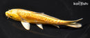 6" DOITSU YAMABUKI OGON