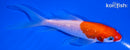 5.5" GINRIN KOHAKU BUTTERFLY