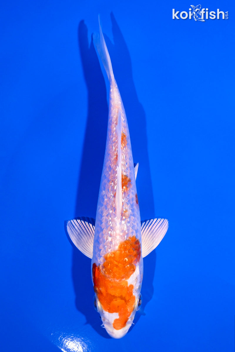 5.75" GINRIN HARIWAKE