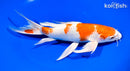 9.5" HARIWAKE BUTTERFLY