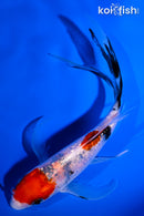 5.5" GINRIN SANKE BUTTERFLY