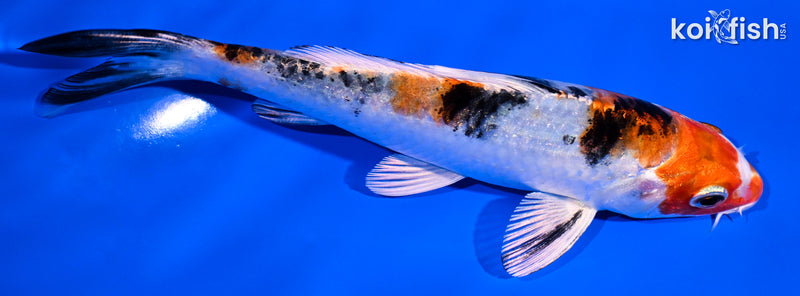 5.5" YAMATO NISHIKI