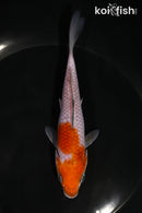 5.5" OCHIBA SHIGURE