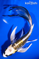 6.25" KIN KIKOKURYU BUTTERFLY