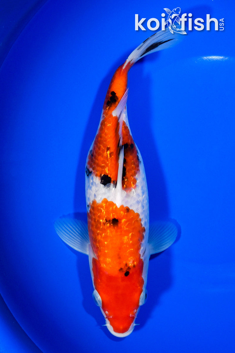 9" GINRIN SANKE