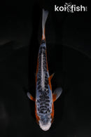 5" SHUSUI