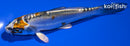 4.5" BENI KIKOKURYU
