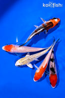 PACK OF (5) 4-5" STANDARD KOI