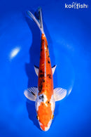 12.75" HEISEI NISHIKI