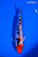 5.75" SANKE
