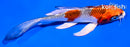 5" KUJAKU BUTTERFLY