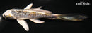 6" KIN KIKOKURYU BUTTERFLY