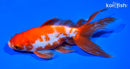 6.25" WATONAI GOLDFISH