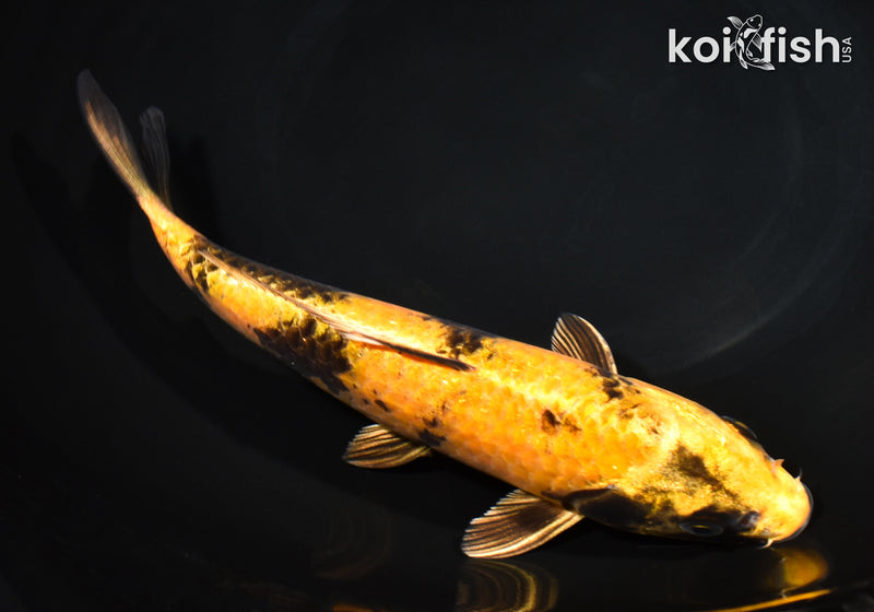 8.75" KIN KI UTSURI