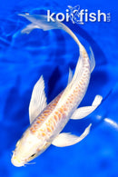 7.5" ARAGOKE LEMON HARIWAKE BUTTERFLY