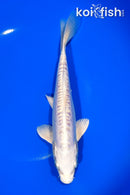 7.75" DOITSU PLATINUM OGON
