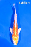 4.5" KIKUSUI