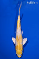 7.25" LEMON HARIWAKE
