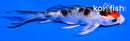 4.5" YAMATO NISHIKI BUTTERFLY