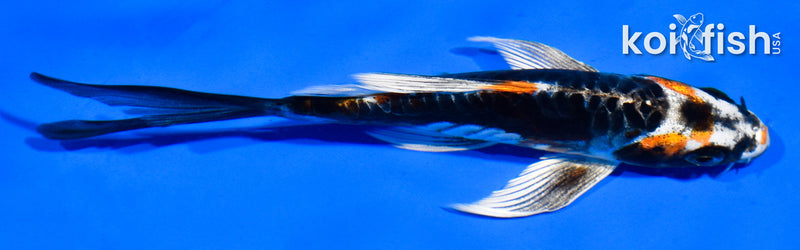 5.5" KIN KIKOKURYU BUTTERFLY