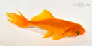 5.25" WAKIN GOLDFISH