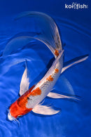 9.75" YAMATO NISHIKI BUTTERFLY