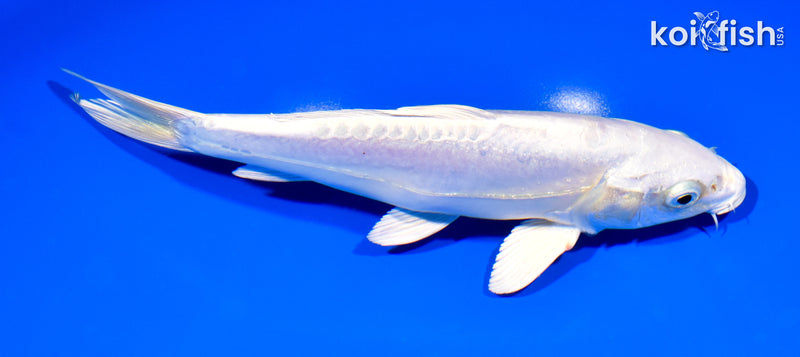 8.25" DOITSU PLATINUM OGON