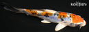 5.25" HEISEI NISHIKI