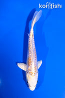 5" ARAGOKE LEMON HARIWAKE