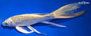 10.5" GINRIN YAMABUKI OGON BUTTERFLY