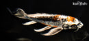 9.25" BENI KIKOKURYU BUTTERFLY