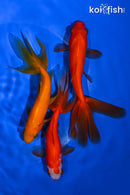 PACK OF (3) 4.5-5" WAKIN GOLDFISH