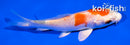 3.5" YAMATO NISHIKI