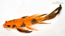9.25" HI UTSURI BUTTERFLY