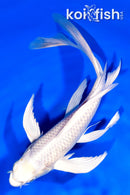 9" PLATINUM OGON BUTTERFLY