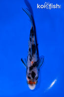 4.5" BENI MATSUKAWABAKE