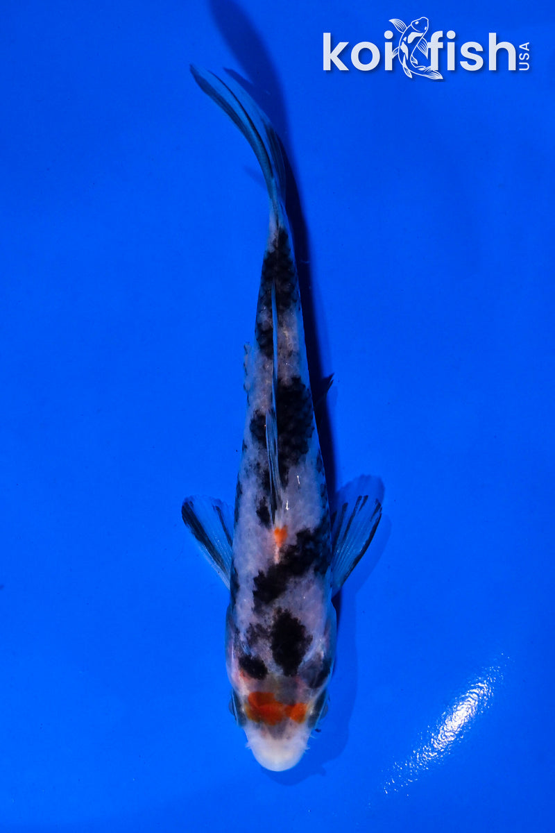 4.5" BENI MATSUKAWABAKE