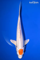 10" TANCHO HARIWAKE