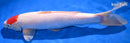 12.75" TANCHO KOHAKU