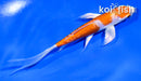 4.5" KIKUSUI BUTTERFLY
