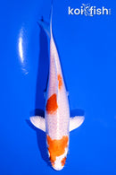 6" HARIWAKE